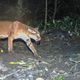 Illustration for article titled The First-Ever Footage Of An African Golden Cat Attacking Prey